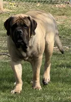 Joe, a male English Mastiff for sale in Rochester, IN – Photo 1 of 10