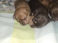 Purple, a female Chihuahua for sale in Tampa, FL – Photo 8 of 10