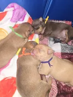 Purple, a female Chihuahua for sale in Tampa, FL – Photo 5 of 10