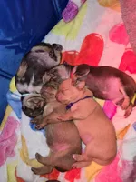 Purple, a female Chihuahua for sale in Tampa, FL – Photo 4 of 10