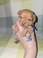 Purple, a female Chihuahua for sale in Tampa, FL – Photo 9 of 10