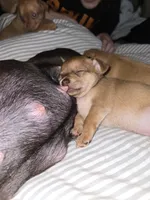 Purple, a female Chihuahua for sale in Tampa, FL – Photo 10 of 10