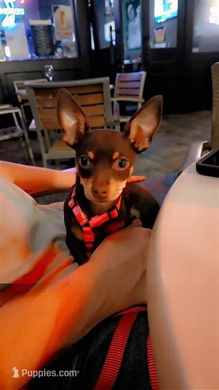 Purple – Chihuahua puppy for sale in Tampa, FL