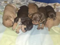 Purple, a female Chihuahua for sale in Tampa, FL – Photo 7 of 10