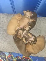 Orange, a female Chihuahua for sale in Tampa, FL – Photo 6 of 8