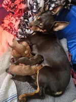 Orange, a female Chihuahua for sale in Tampa, FL – Photo 3 of 8