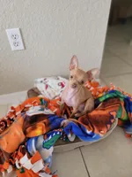 Orange, a female Chihuahua for sale in Tampa, FL – Photo 2 of 8