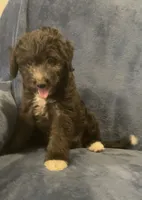 Milo, a male English Shepherd and Poodle - Miniature  for sale in Hillsboro, WI – 4 of 8