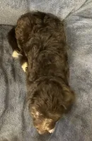 Milo, a male English Shepherd and Poodle - Miniature  for sale in Hillsboro, WI – 8 of 8