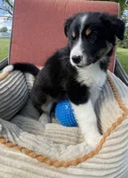 Colt, a male Australian Cattle Dog and Border Collie for sale in Hillsboro, WI – 5 of 9