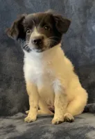 Millie, a female American Eskimo and Jack Russell Terrier for sale in Hillsboro, WI – 9 of 10