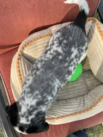Dotty, a female Australian Cattle Dog for sale in Hillsboro, WI – 5 of 5