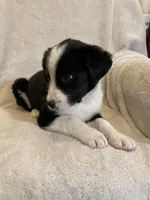 Austin, a male Australian Cattle Dog and Border Collie for sale in Hillsboro, WI – Photo 2 of 6