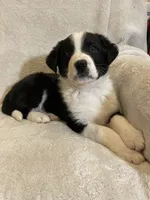 Austin, a male Australian Cattle Dog and Border Collie for sale in Hillsboro, WI – Photo 5 of 6