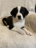 Austin, a male Australian Cattle Dog and Border Collie for sale in Hillsboro, WI – Photo 4 of 6