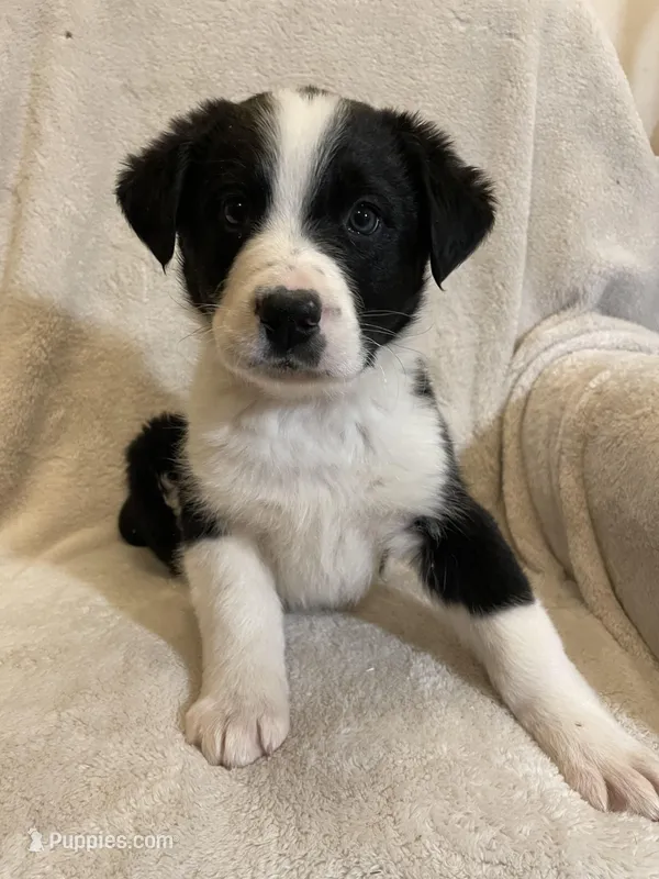 Austin – Australian Cattle Dog, Border Collie puppy for sale in Hillsboro, WI
