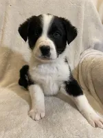 Austin, a male Australian Cattle Dog and Border Collie for sale in Hillsboro, WI – Photo 1 of 6