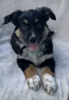 Sammy, a male Australian Cattle Dog for sale in Hillsboro, WI – 3 of 6