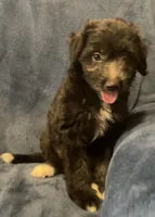 Milo, a male English Shepherd and Poodle - Miniature  for sale in Hillsboro, WI – 6 of 8