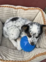 Trixie, a female Australian Cattle Dog for sale in Hillsboro, WI – 5 of 5