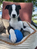 Remi, a male Australian Cattle Dog and Border Collie for sale in Hillsboro, WI – 6 of 8