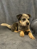 Dusty, a female Australian Cattle Dog for sale in Hillsboro, WI – 5 of 5