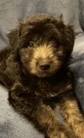 Willow , a female English Shepherd and Poodle - Miniature  for sale in Hillsboro, WI – 2 of 8