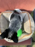 Cheyenne , a female Australian Cattle Dog and Mountain Cur for sale in Hillsboro, WI – 5 of 5