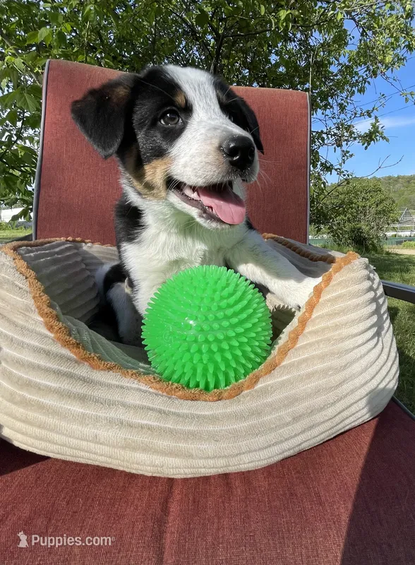 Buck – Australian Cattle Dog, Mountain Cur puppy for sale in Hillsboro, WI