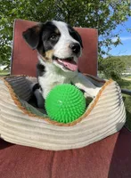Buck, a male Australian Cattle Dog and Mountain Cur for sale in Hillsboro, WI – 1 of 5