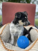 Lady, a female Australian Cattle Dog for sale in Hillsboro, WI – 4 of 5