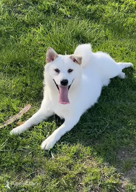 Becca, a female American Eskimo and Shiba Inu for sale in Hillsboro, WI – Photo 1 of 3