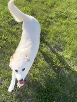 Becca, a female American Eskimo and Shiba Inu for sale in Hillsboro, WI – Photo 3 of 3