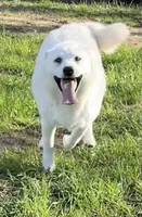 Becca, a female American Eskimo and Shiba Inu for sale in Hillsboro, WI – Photo 2 of 3