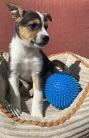 Wyatt , a male Australian Cattle Dog and Border Collie for sale in Hillsboro, WI – 5 of 7