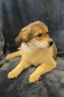 Gabby, a female American Eskimo and Jack Russell Terrier for sale in Hillsboro, WI – 8 of 10