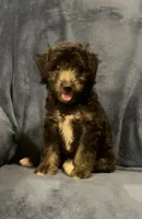 Willow , a female English Shepherd and Poodle - Miniature  for sale in Hillsboro, WI – 3 of 8