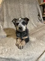 Shantell, a female Australian Cattle Dog for sale in Hillsboro, WI – Photo 2 of 5