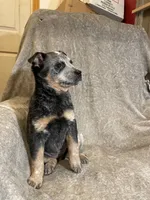 Shantell, a female Australian Cattle Dog for sale in Hillsboro, WI – Photo 4 of 5