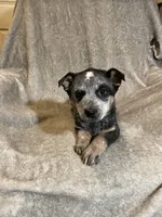 Shantell, a female Australian Cattle Dog for sale in Hillsboro, WI – Photo 3 of 5