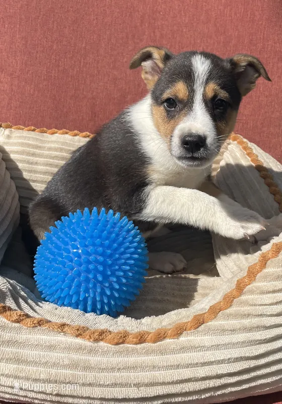 Wyatt  – Australian Cattle Dog, Border Collie puppy for sale in Hillsboro, WI