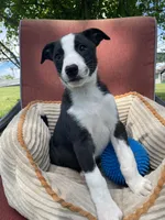 Remi, a male Australian Cattle Dog and Border Collie for sale in Hillsboro, WI – 5 of 8