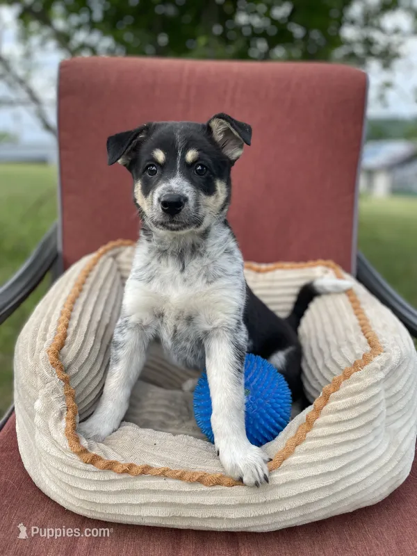 Lady – Australian Cattle Dog puppy for sale in Hillsboro, WI