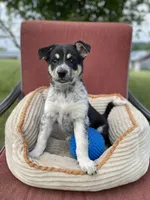 Lady, a female Australian Cattle Dog for sale in Hillsboro, WI – 1 of 5