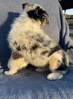 Ranger, a male Australian Shepherd for sale in Hillsboro, WI – 2 of 6