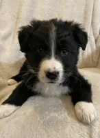 Hannah, a female Australian Cattle Dog and Border Collie for sale in Hillsboro, WI – Photo 1 of 5