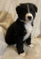 Hannah, a female Australian Cattle Dog and Border Collie for sale in Hillsboro, WI – Photo 2 of 5