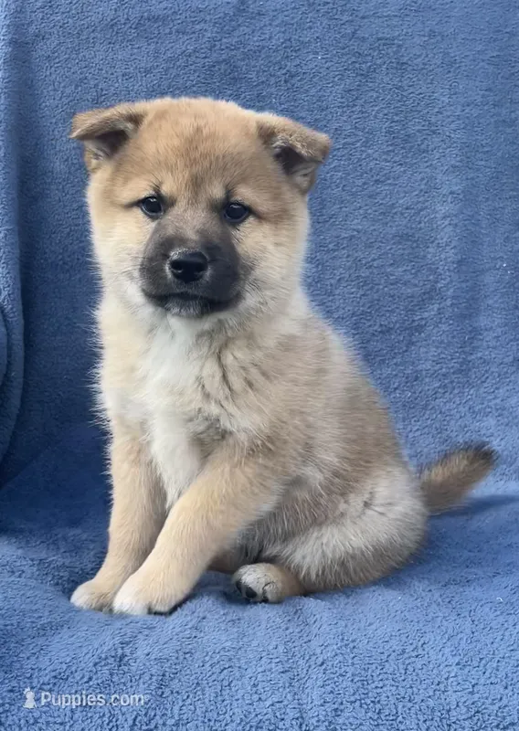 Teddy – Shiba Inu puppy for sale in Hillsboro, WI