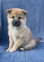 Teddy, a male Shiba Inu for sale in Hillsboro, WI – 1 of 5