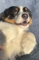 Rosie, a female Australian Shepherd for sale in Hillsboro, WI – 4 of 5
